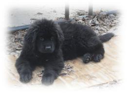 Terranova Negra criadero de lorano