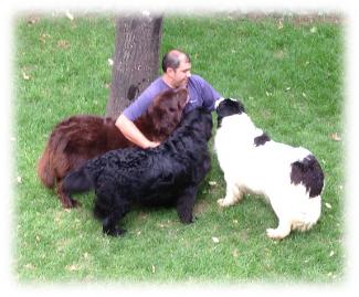 Terranovas. Criadero de Lorano