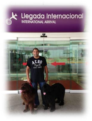 importaci�n de terranovas a Mexico