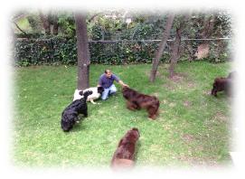 Terranovas. Criadero de Lorano