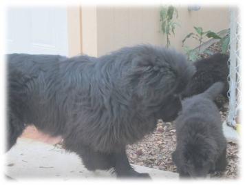 Terranova Negro. Criadero de Lorano