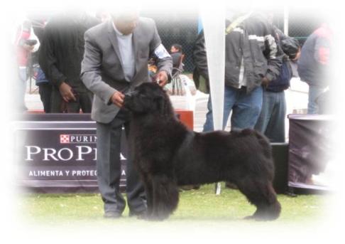 Terranova negra criadero de lorano