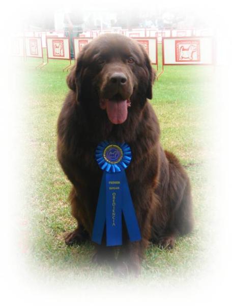 Terranova hembra chocolate mexico